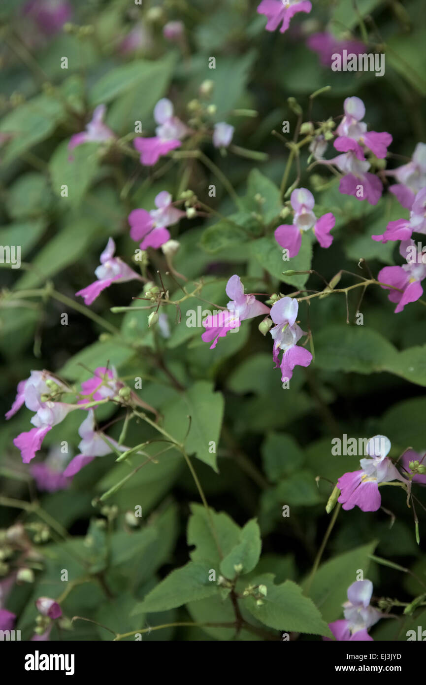 Impatiens balfourii - Kashmir Balsam Stock Photo