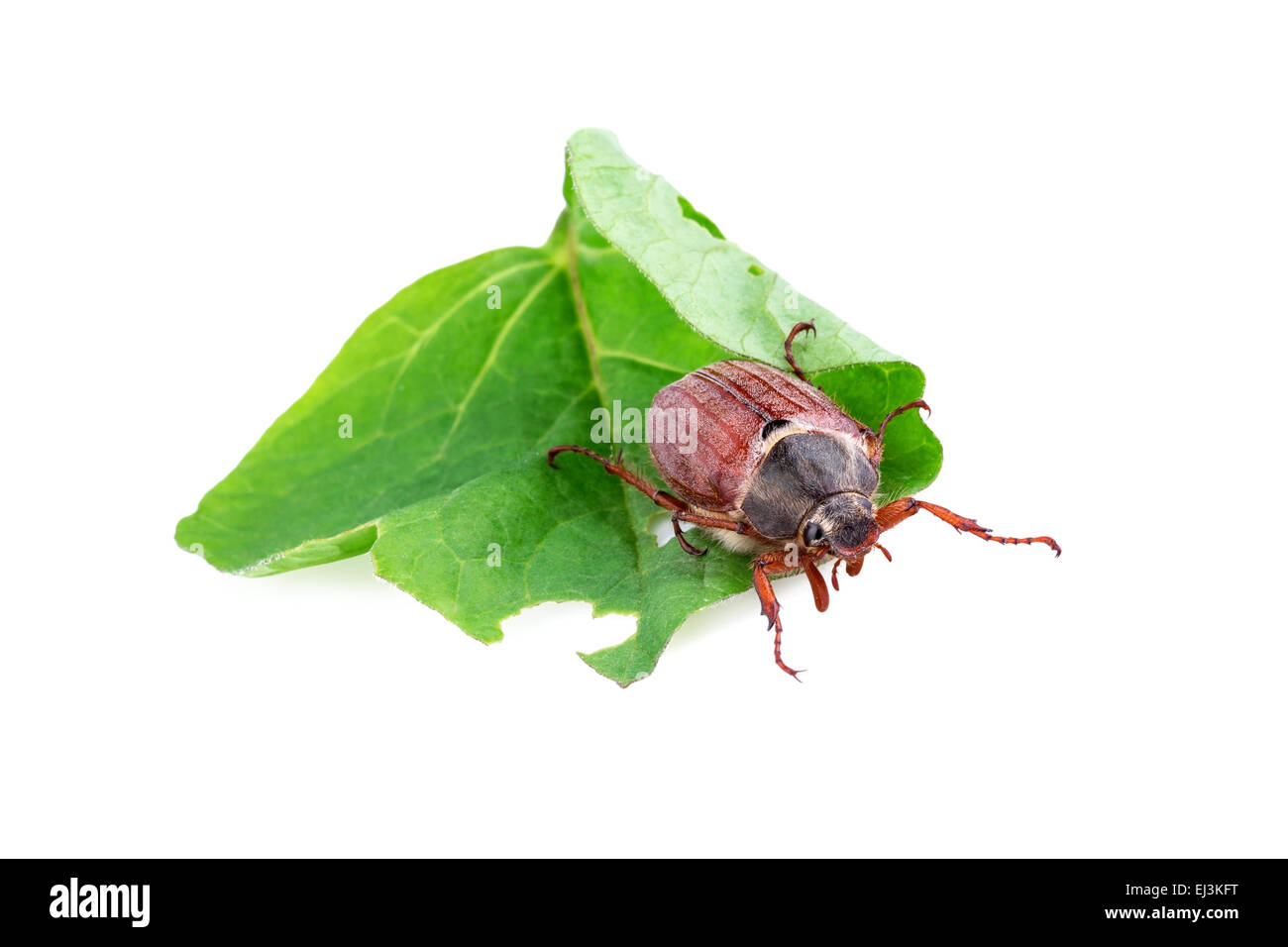 cockchafer or may bug (Melolontha melolontha) Stock Photo