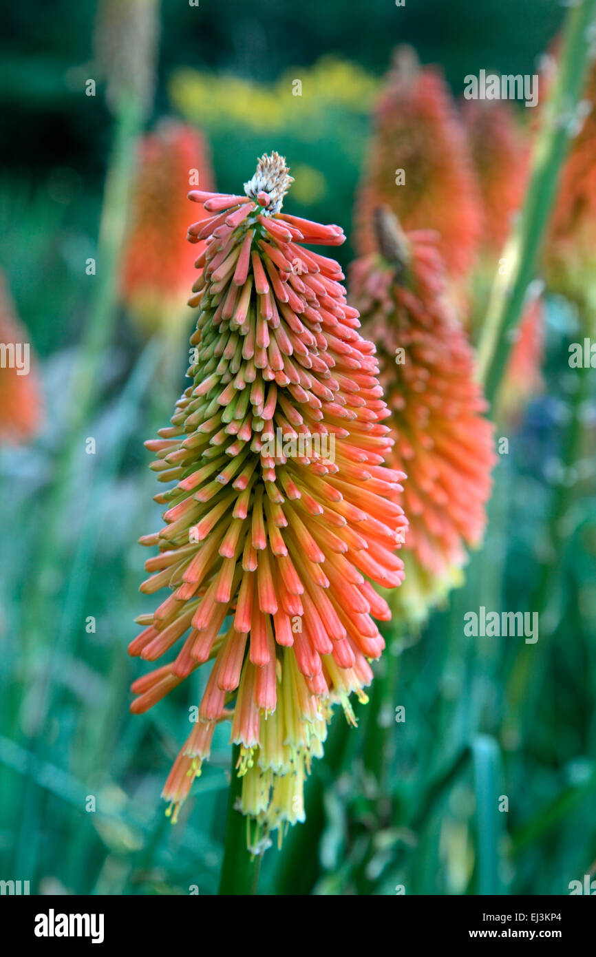 Kniphofia uvaria 'Nobilis' Stock Photo