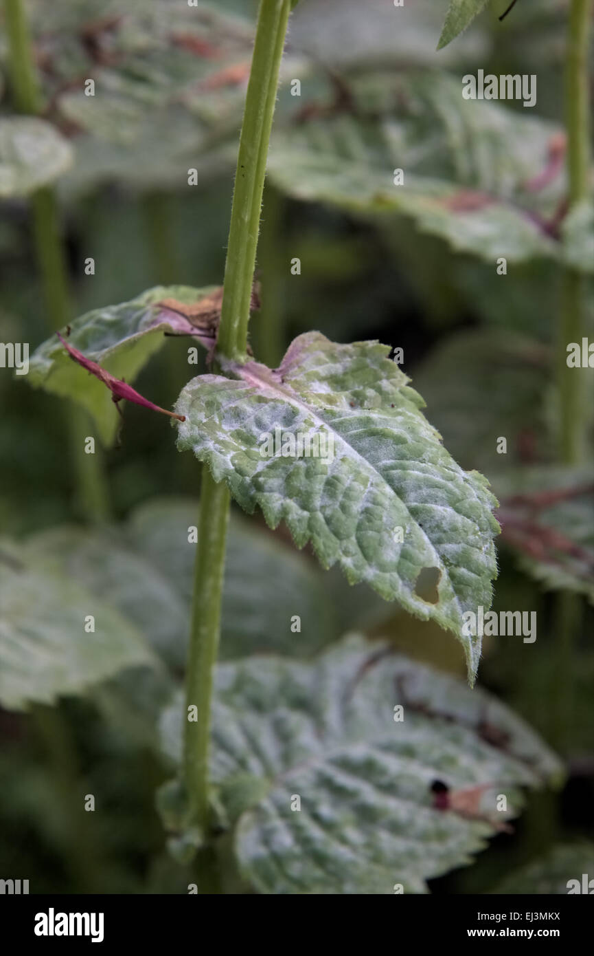 Erysiphe cichoracearum - Powdery mildew symptoms on Monarda 'Ruby Glow' Stock Photo