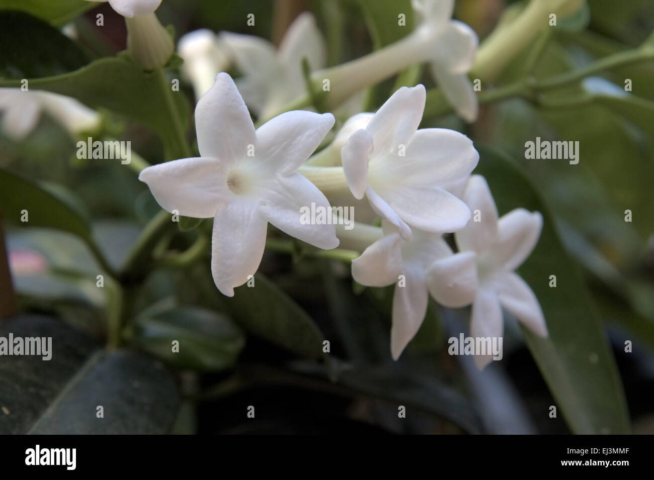 Stephanotis floribunda Stock Photo