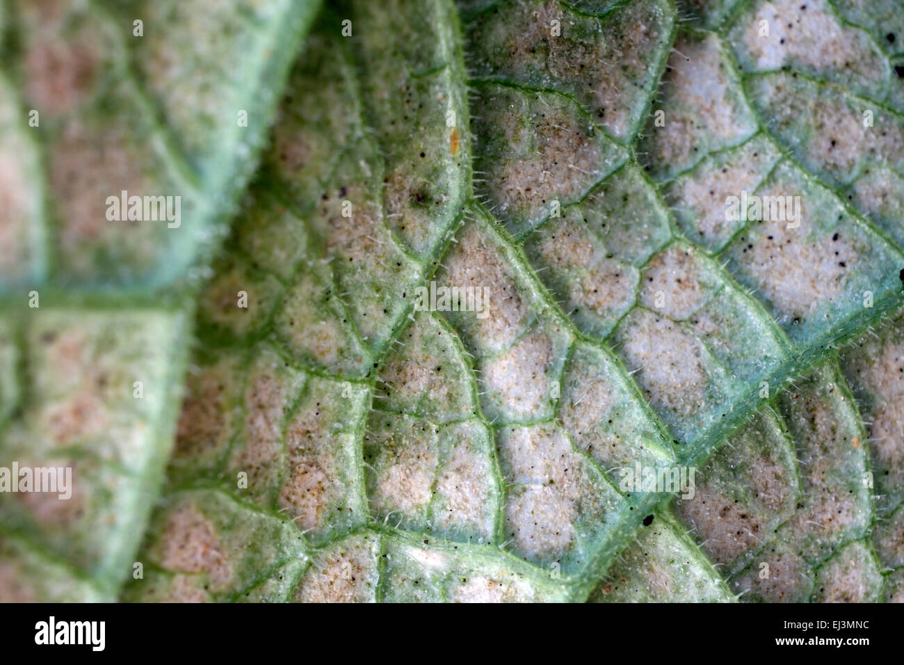 Red spider mite infestation Tetranychus urticae - symptoms from the under side of a Cucumber leaf - Cucumis sativus Stock Photo