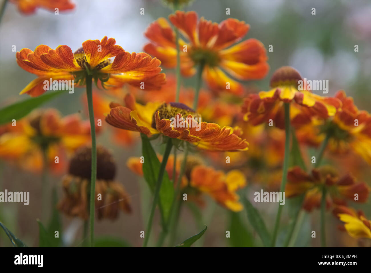 Helenium 'Rauchtopas' Stock Photo