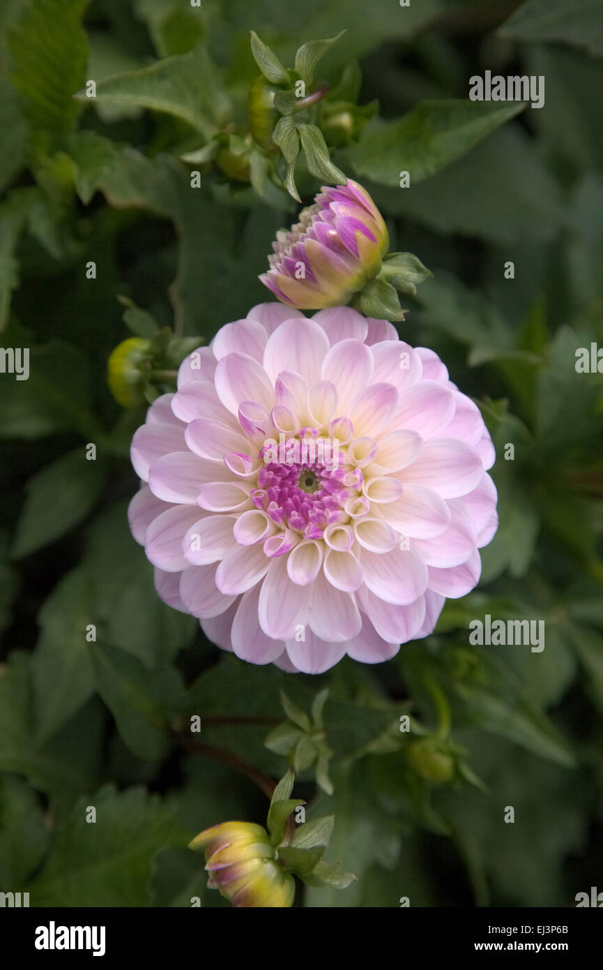 Dahlia ‘Last Dance’ Stock Photo - Alamy