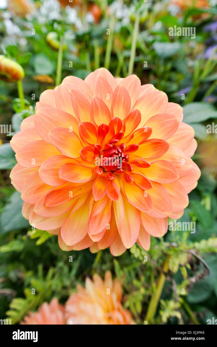 Tubers dahlias hires stock photography and images Alamy