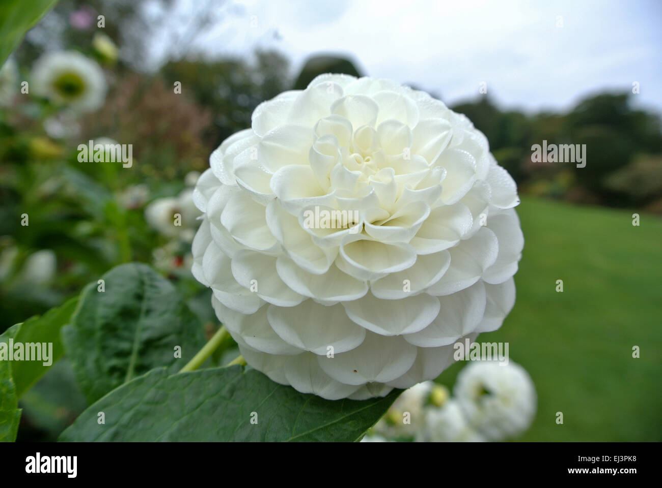 White pom pom dahlia hi-res stock photography and images - Alamy