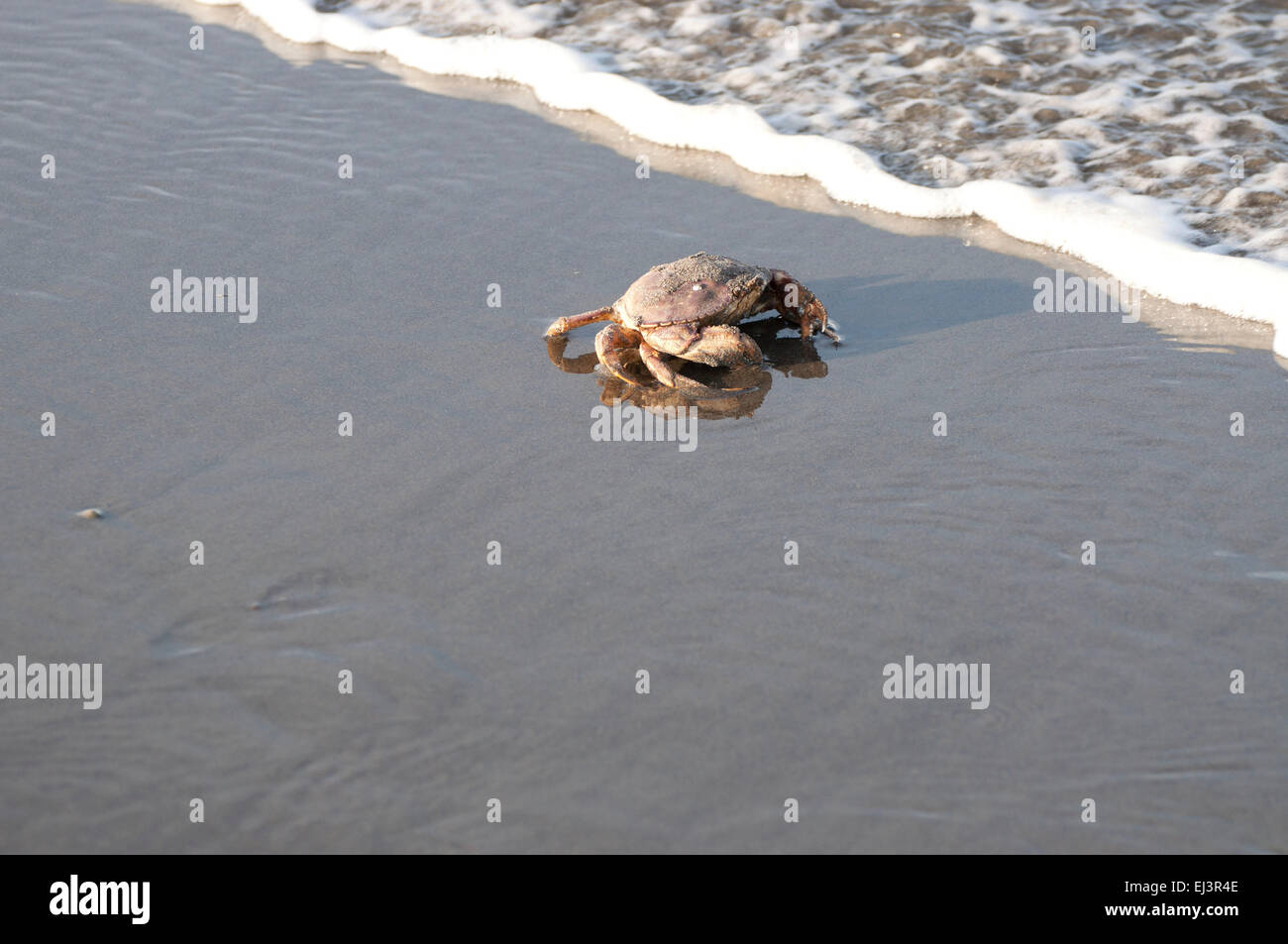 Dungeness Crab in the sand, as the surf comes in, on the beach at Ocean Shores, WA, Grays Harbor