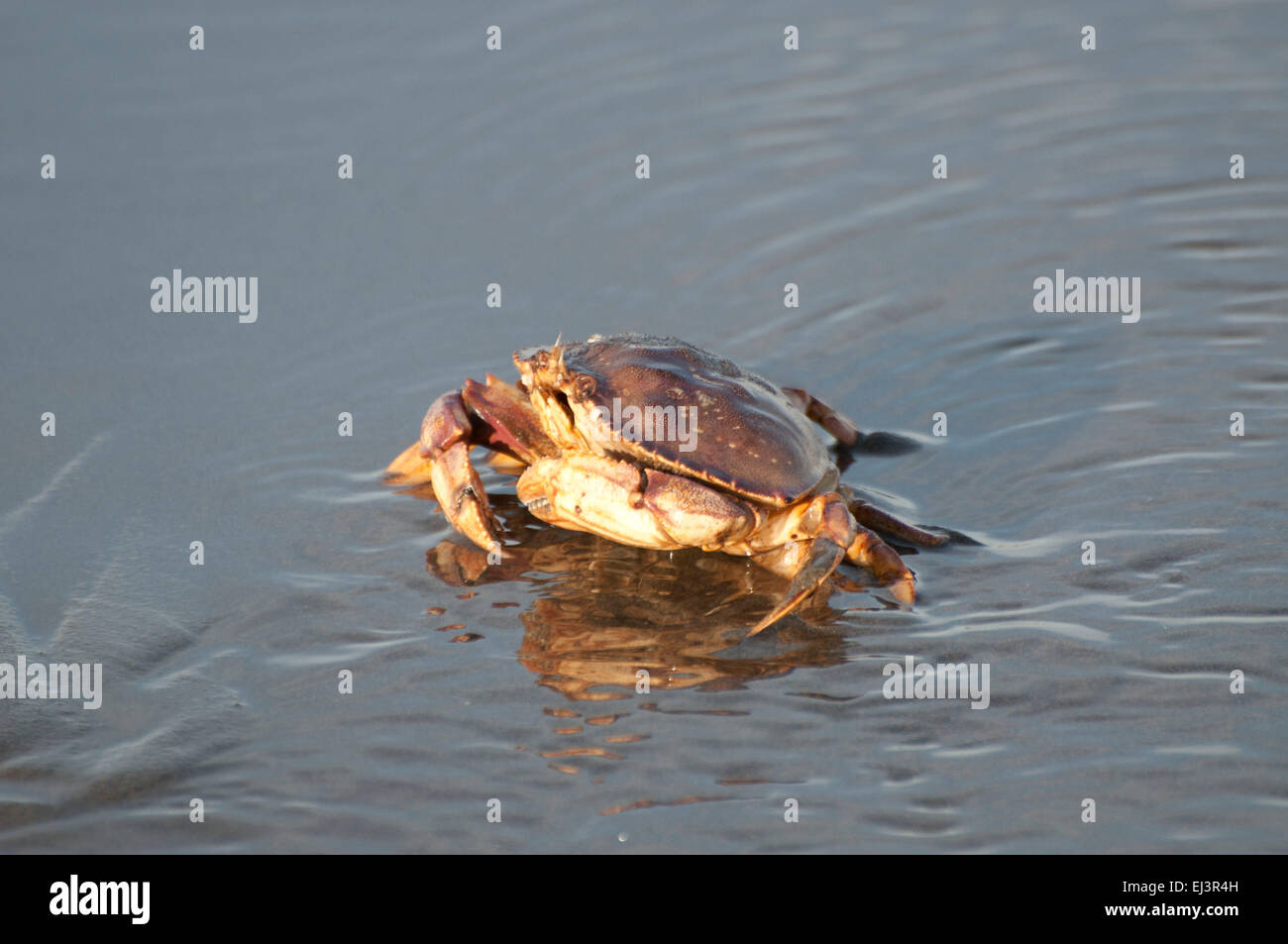 Dungeness Crab in the sand, as the surf goes out, on the beach at Ocean Shores, WA, Grays Harbor