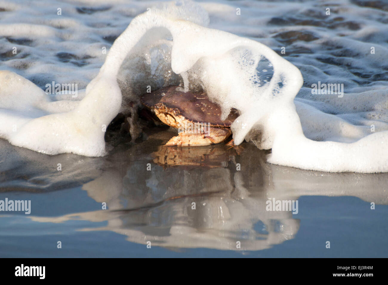 Dungeness Crab in the sand, as the surf engulfs it, on the beach at Ocean Shores, WA, Grays