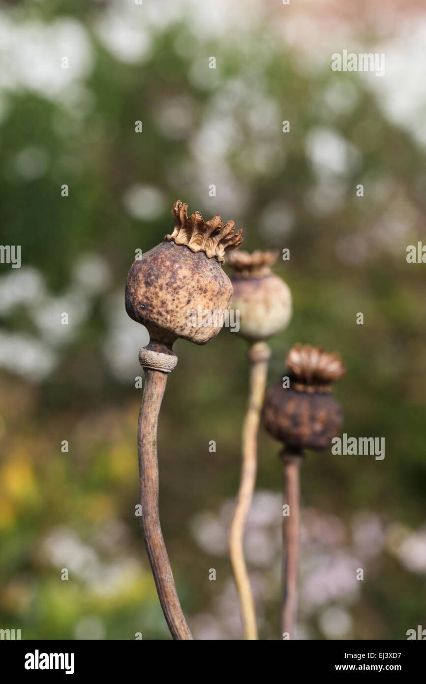 poppy seed head Stock Photo Alamy
