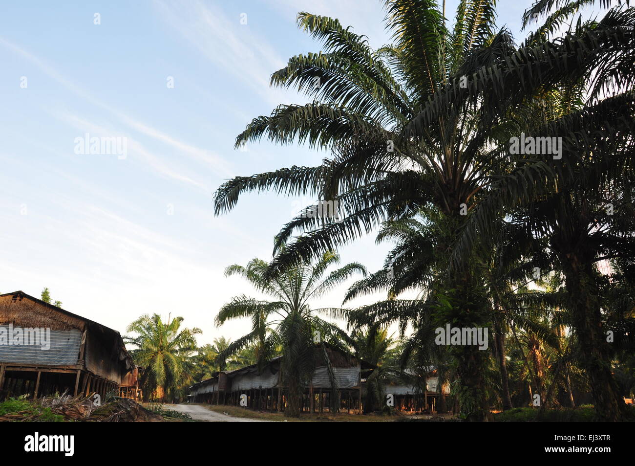 oil palm estate and factory in countryside malaysia Stock Photo