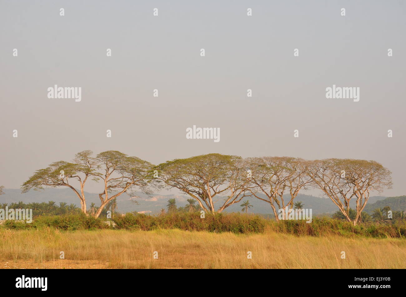 rain trees in the beam of sunset in countryside Stock Photo