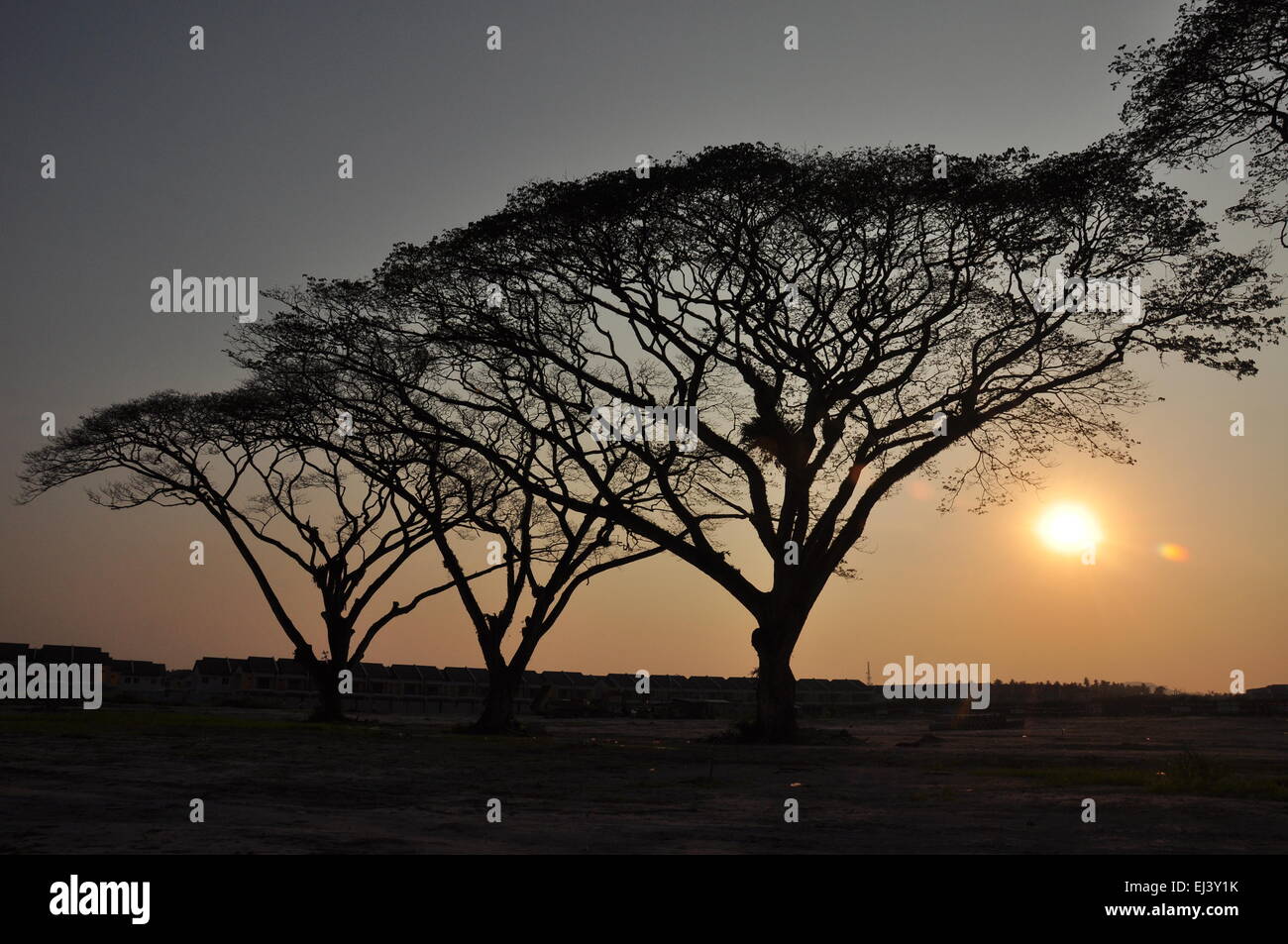 rain trees in the beam of sunset in countryside Stock Photo
