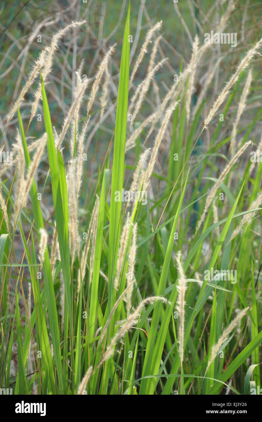 grass weeds growing wild in the countryside Stock Photo