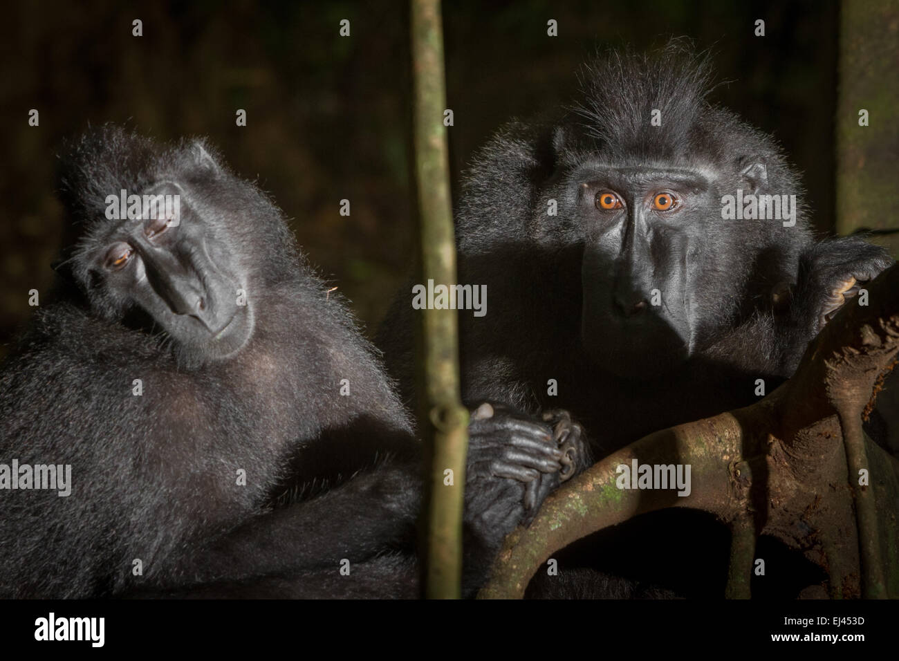 Two individuals of Sulawesi black-crested macaque (Macaca nigra) in Tangkoko Nature Reserve, North Sulawesi, Indonesia. Stock Photo