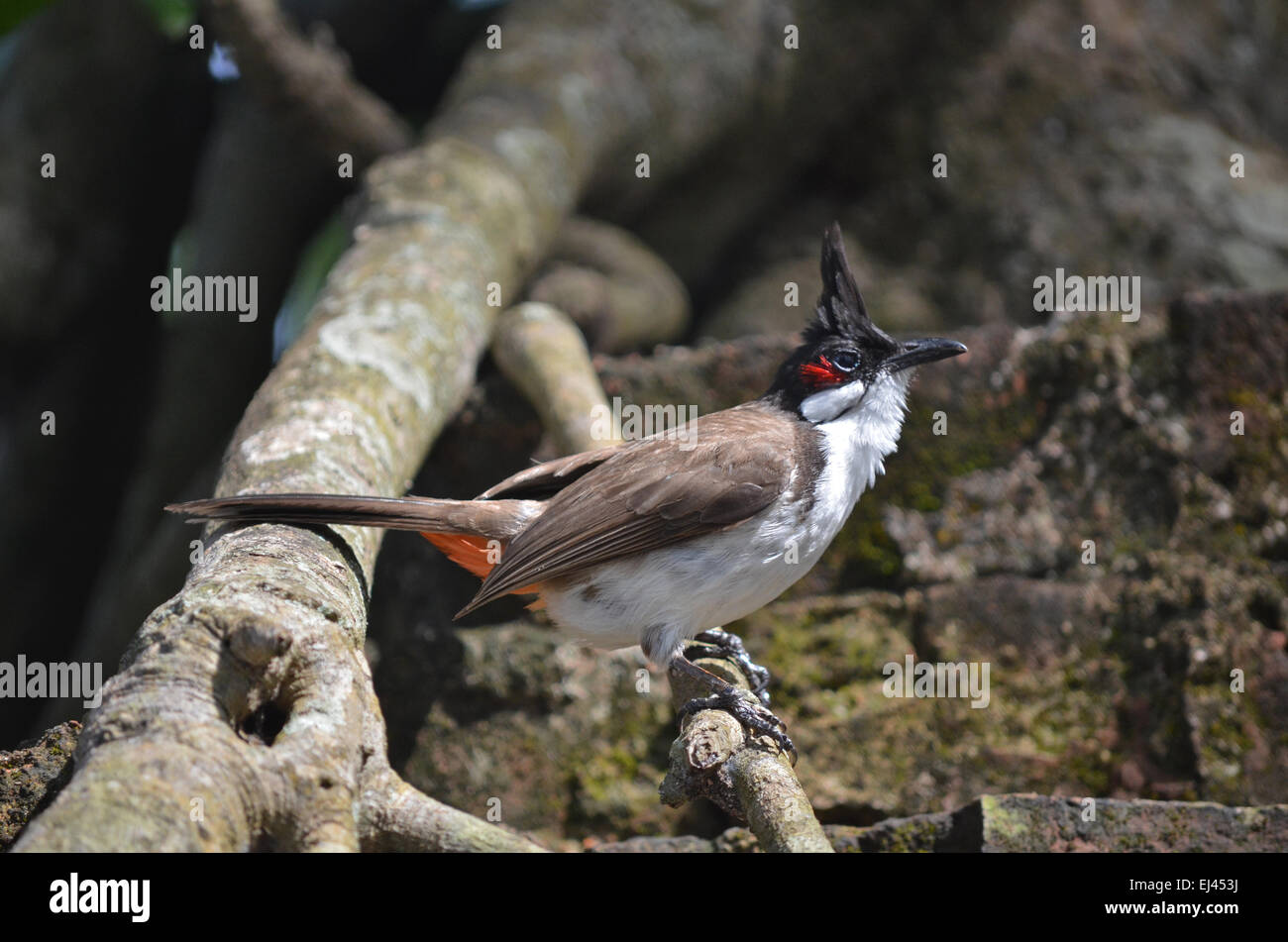 Red Whiskered Bulbul bird perched on a tree branch at Ross Island near Port Blair in Andaman and Nicobar island,India Stock Photo