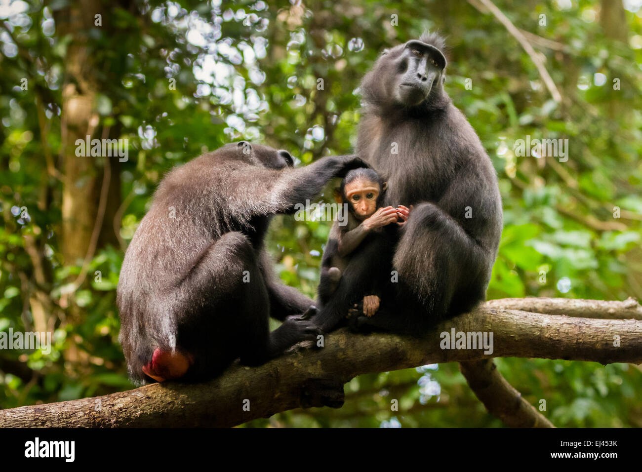 Adult female individuals of Sulawesi black-crested macaque (Macaca nigra) are taking care of an infant in Tangkoko forest, North Sulawesi, Indonesia. Stock Photo