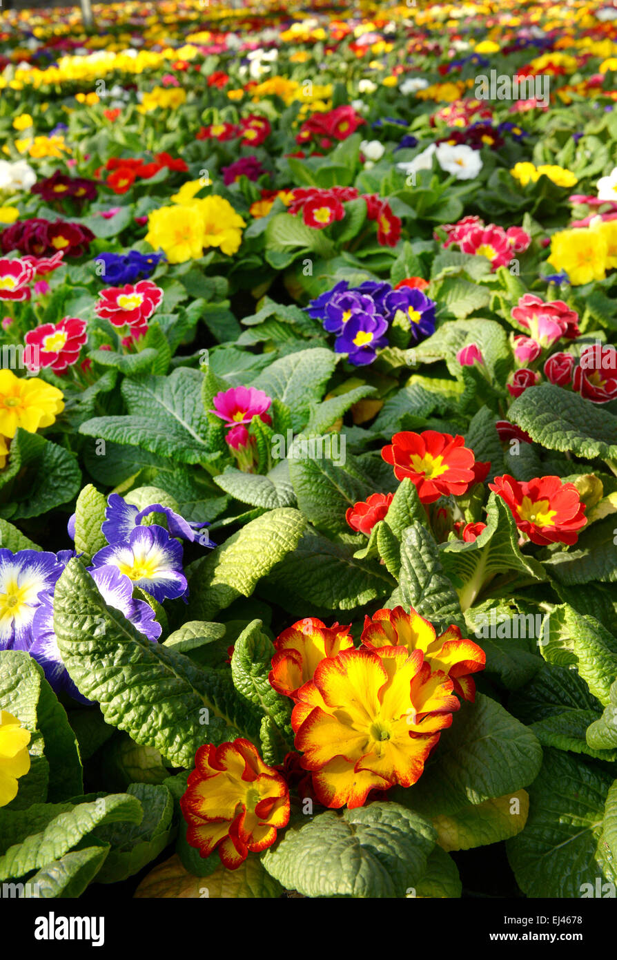 Botanical background of vibrant colorful multicolored primroses in a floricolture plantation Stock Photo