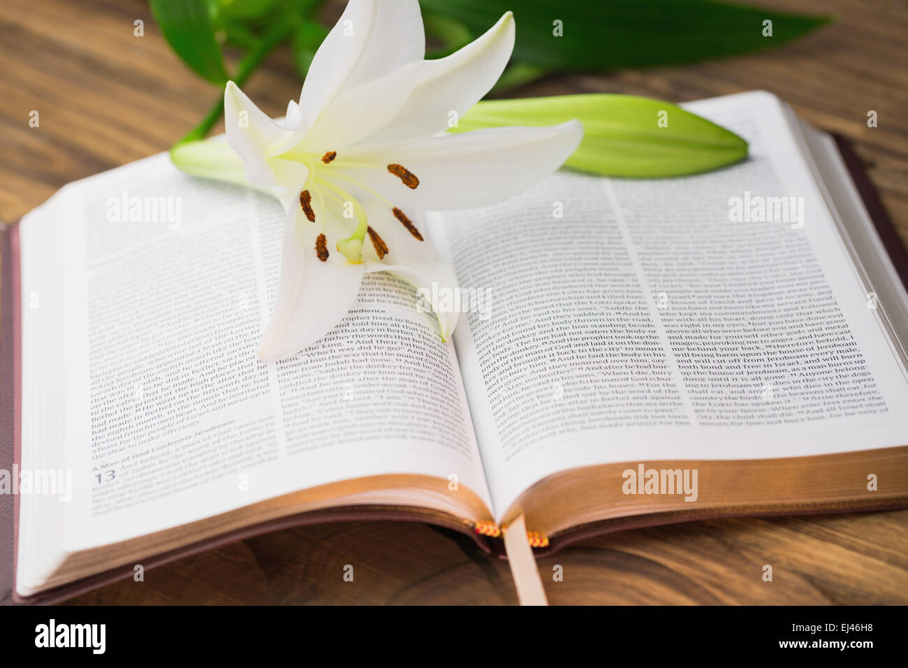 Lily flower resting on open bible Stock Photo Alamy