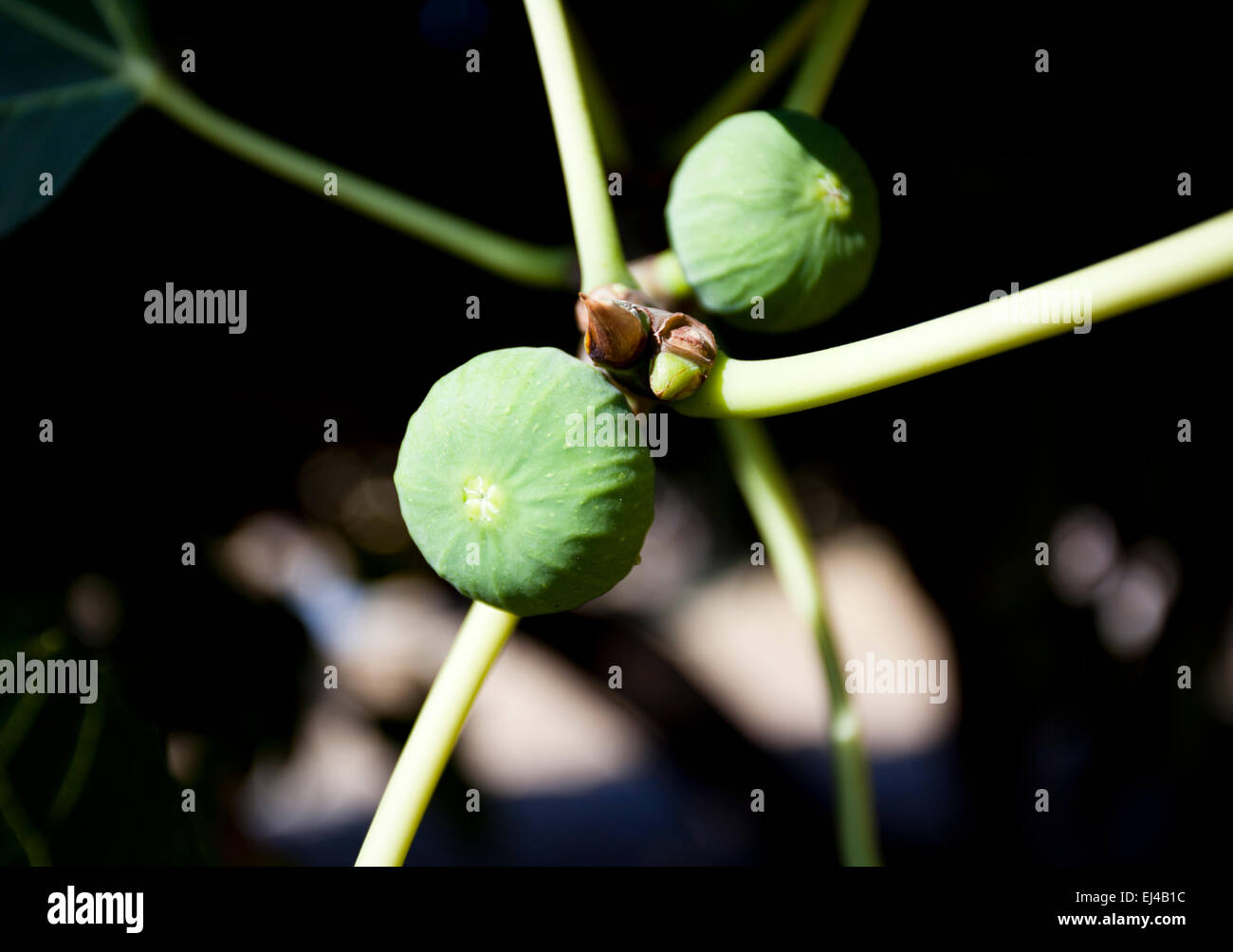 Exotic tree growing in greece hires stock photography and images Alamy