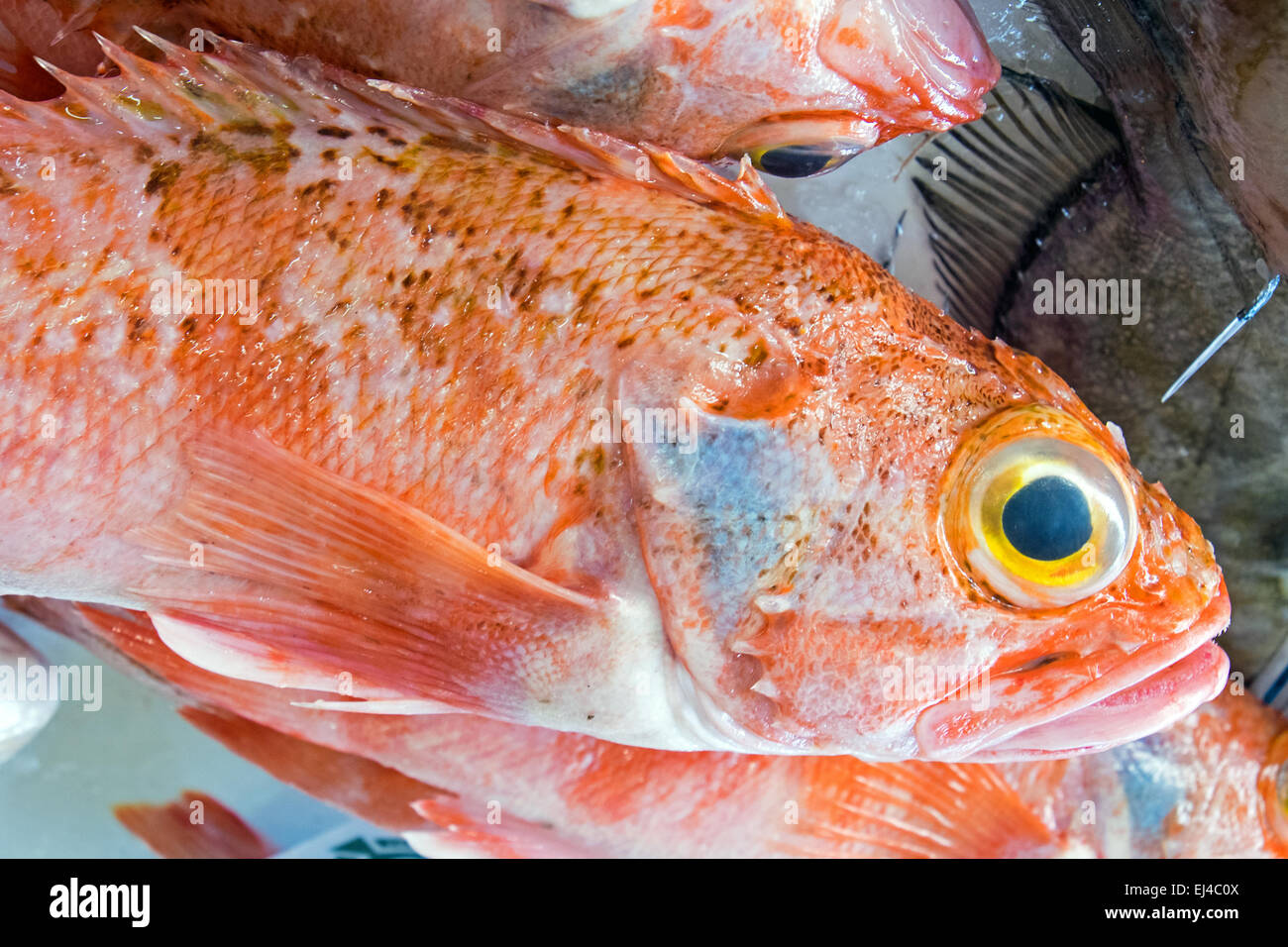 Red porgy fish for sale at a market in Portugal Stock Photo