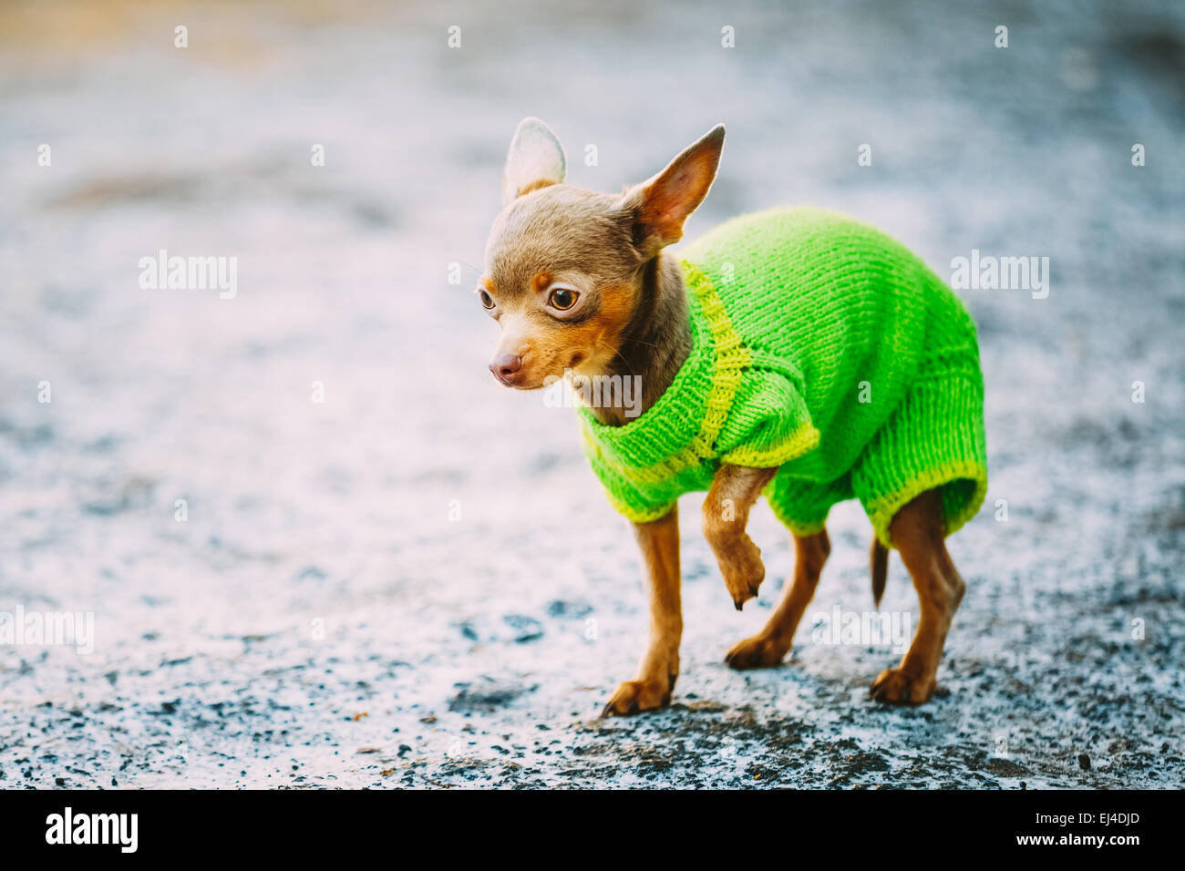 Beautiful Tiny Chihuahua Dog Dressed Up In Outfit, Staying Outdoor In Spring Stock Photo