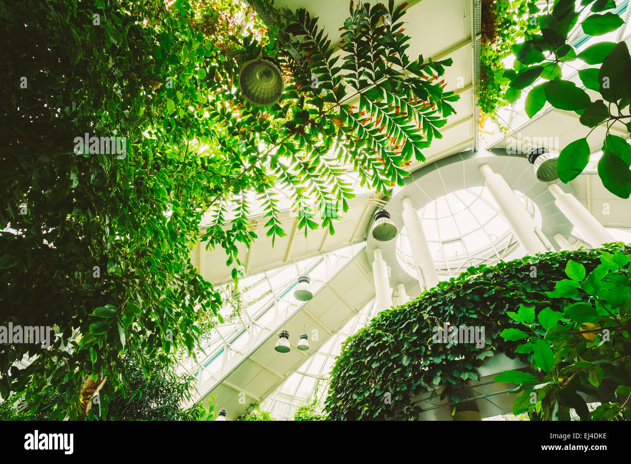 Ceiling Greenhouse With Flowers. Temperate House Conservatory, Botanical Gardens. Stock Photo