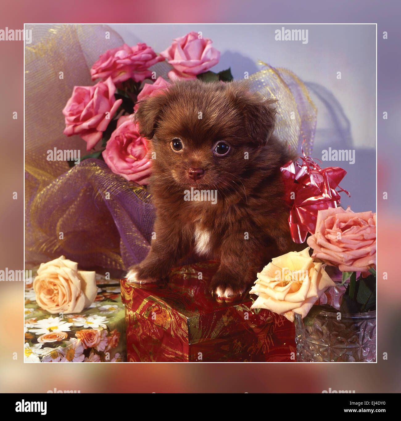 Puppy with roses and gift Stock Photo - Alamy