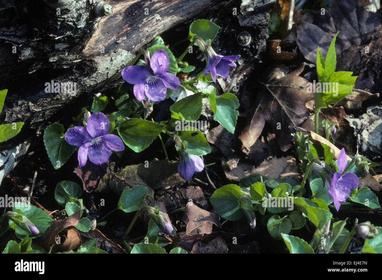 Common dog violets Stock Photo Alamy