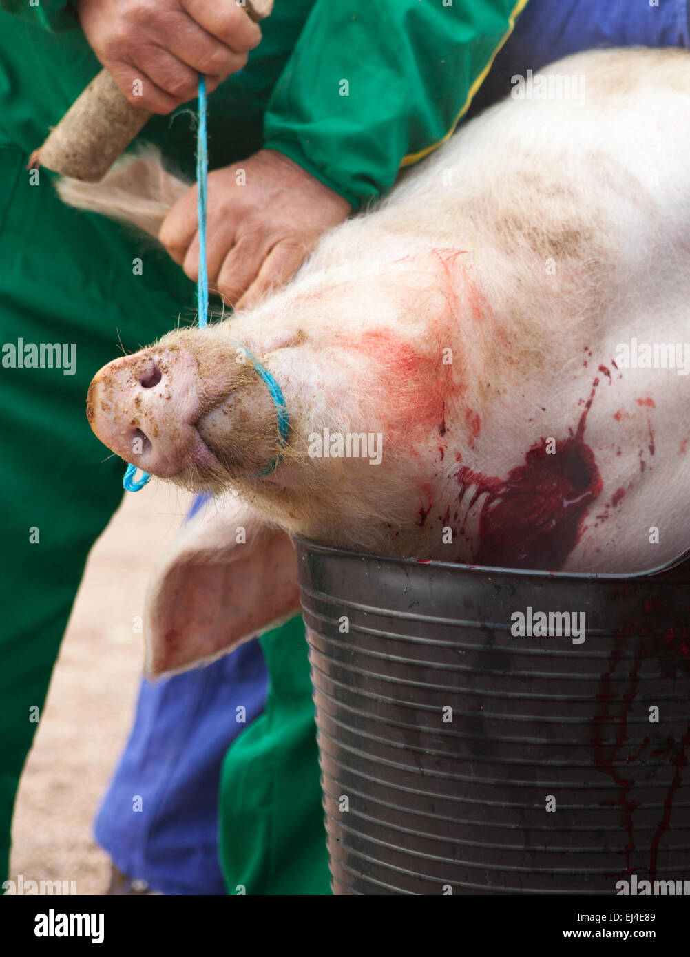 Traditional home slaughtering in a rural area. Farmer gather the blood and stiring it avoiding the coagulation Stock Photo