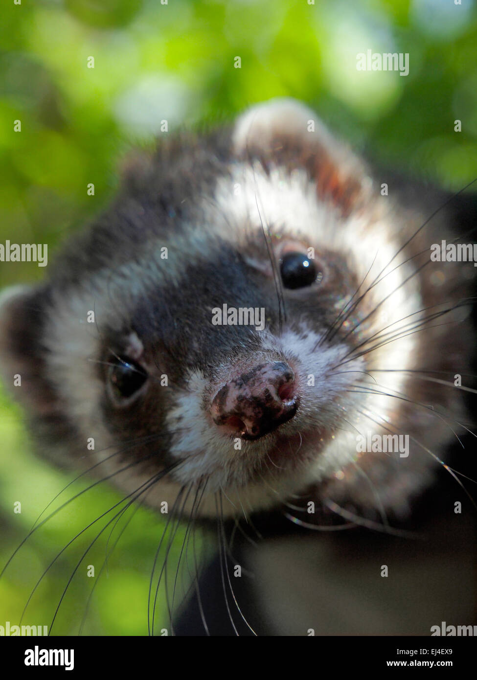 The ferret(Mustela putorius)Europe,Ukraine,square Stock Photo Alamy