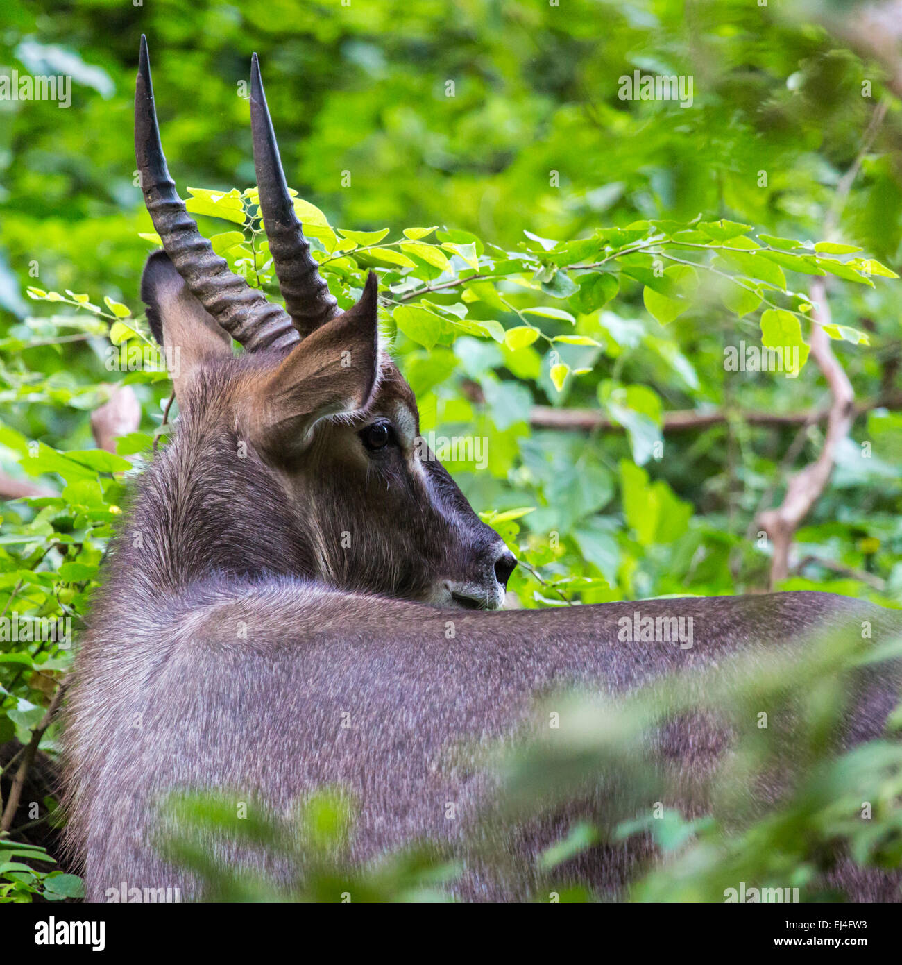 impala in the park Stock Photo