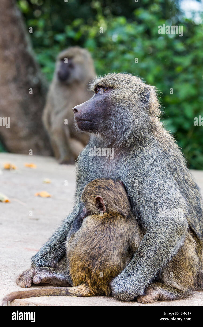 Mother and baby baboon Stock Photo