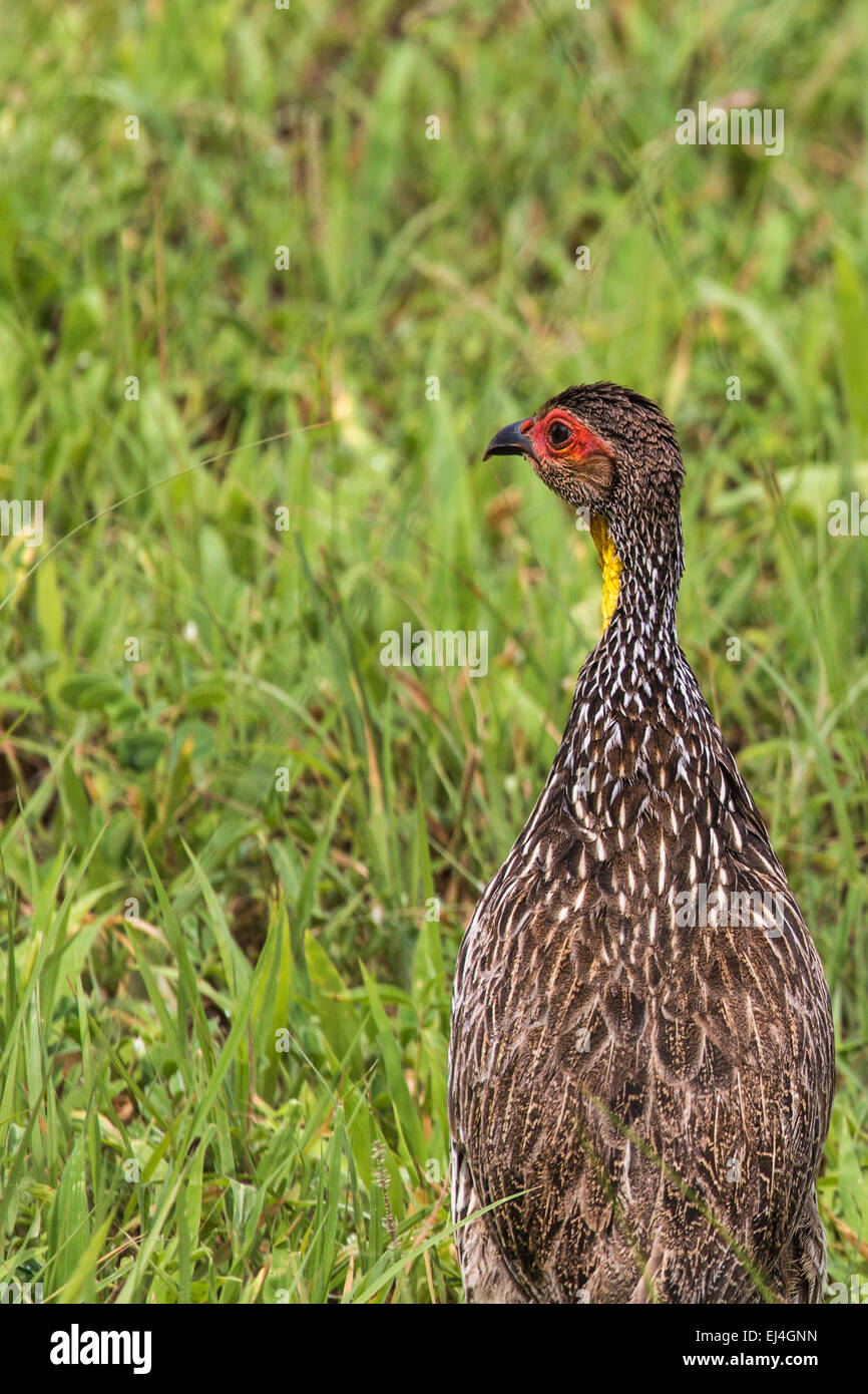 A Natal Spurfowl or Natal Francolin (Pternistis natalensis) Standing in Short Green Grass in the Kruger National Park in South A Stock Photo
