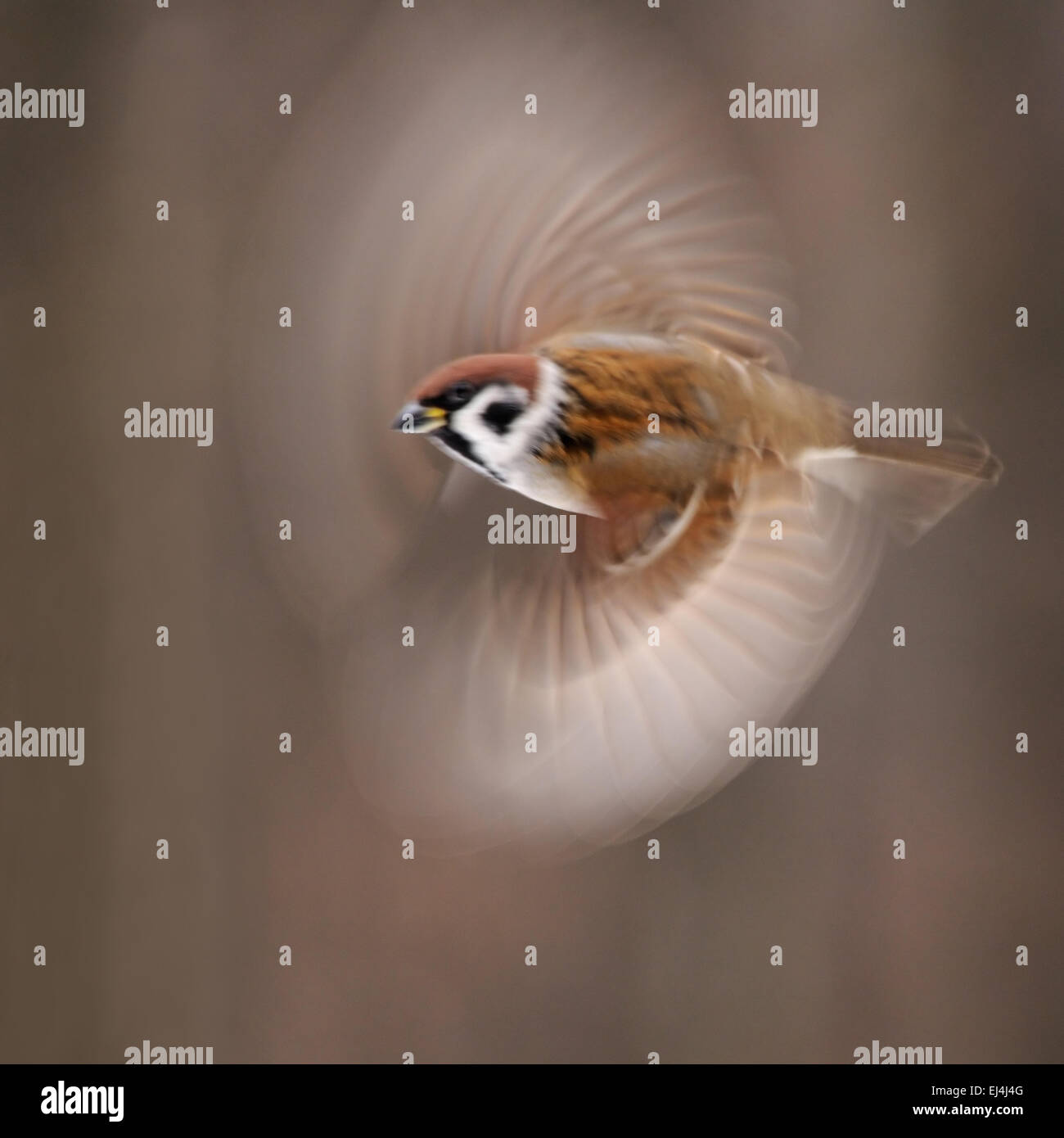 Flying blurred bird Stock Photo