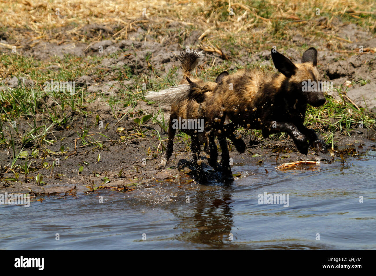 Why Do Dogs Not Like Getting Wet