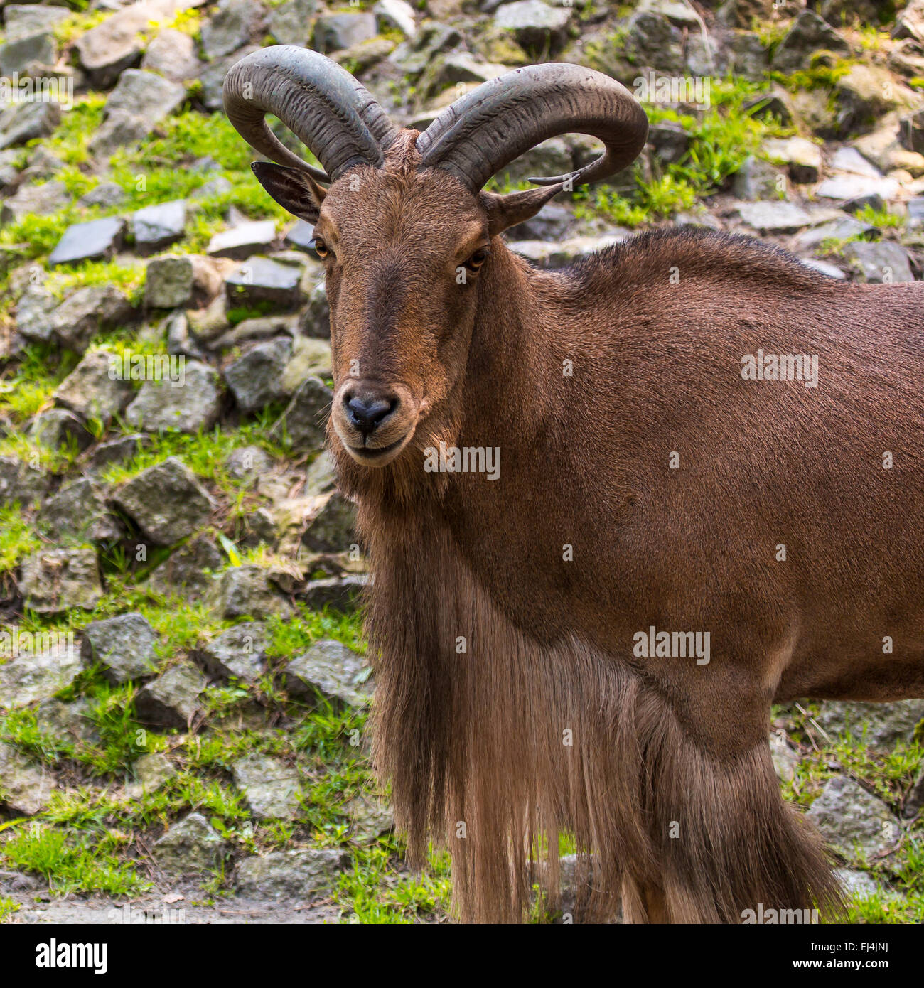 Female barbary sheep ammotragus lervia hi-res stock photography and ...