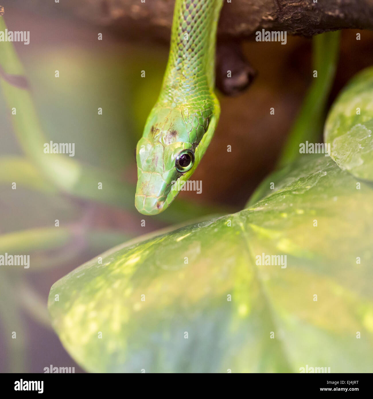 a close-up of an green mamba Stock Photo - Alamy