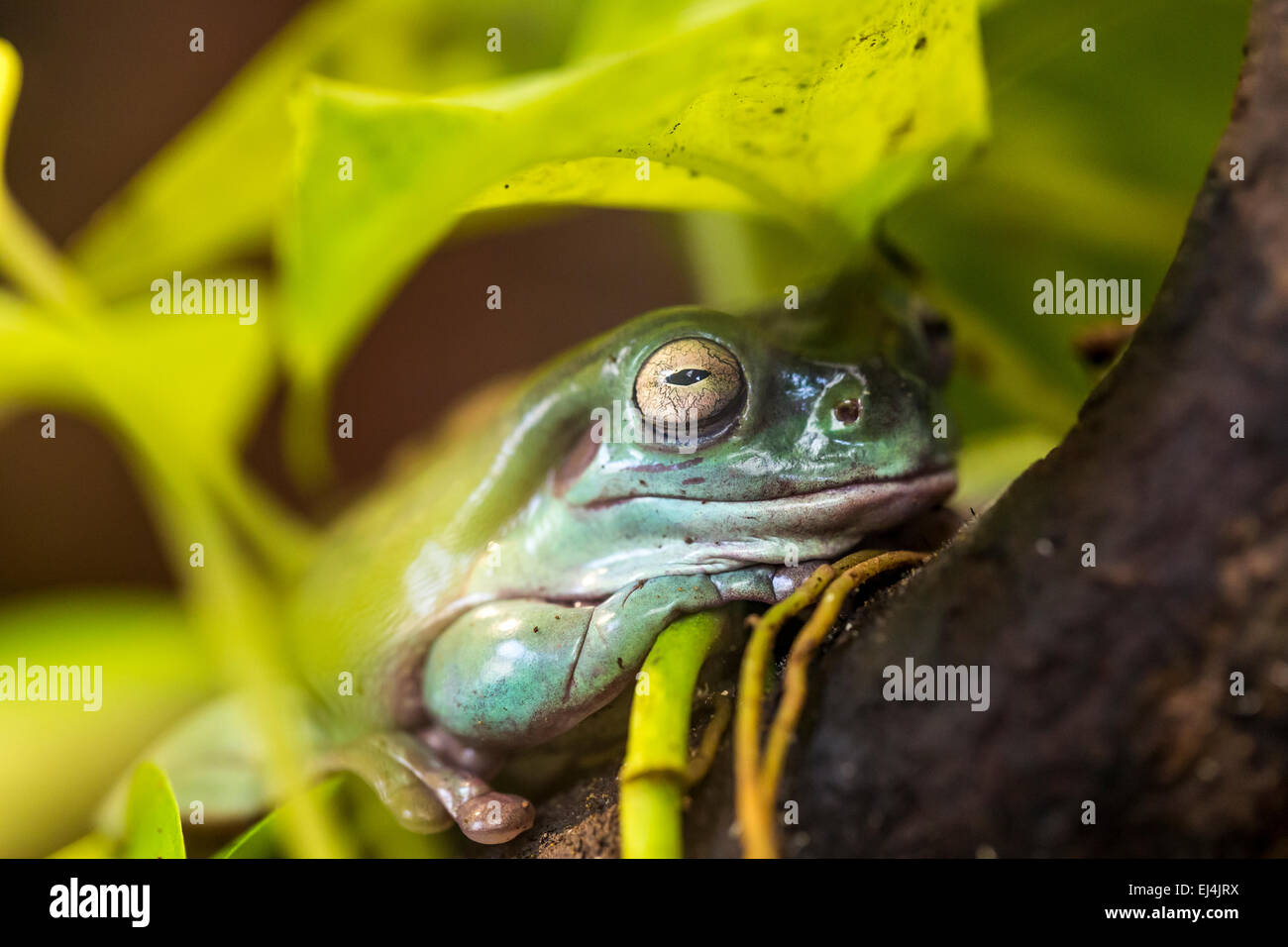 tree frog in Brazil tropical amazon rain forest Stock Photo