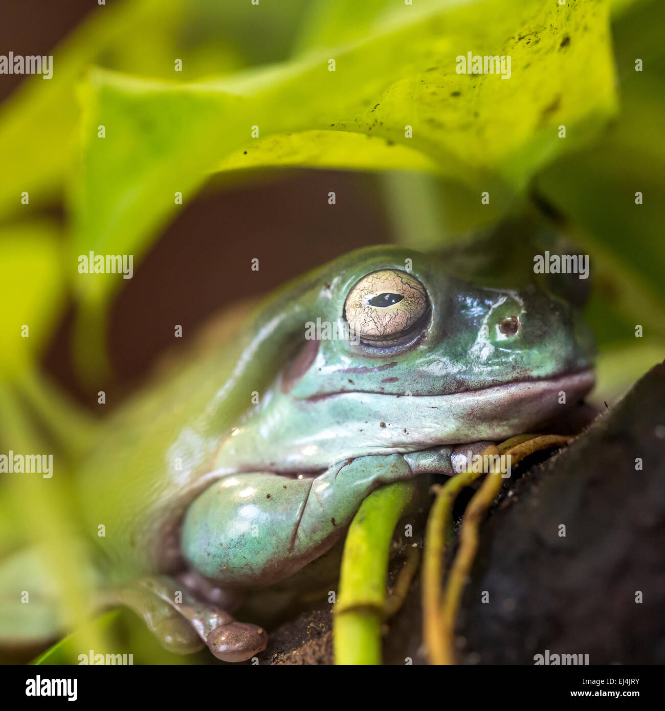 tree frog in Brazil tropical amazon rain forest Stock Photo