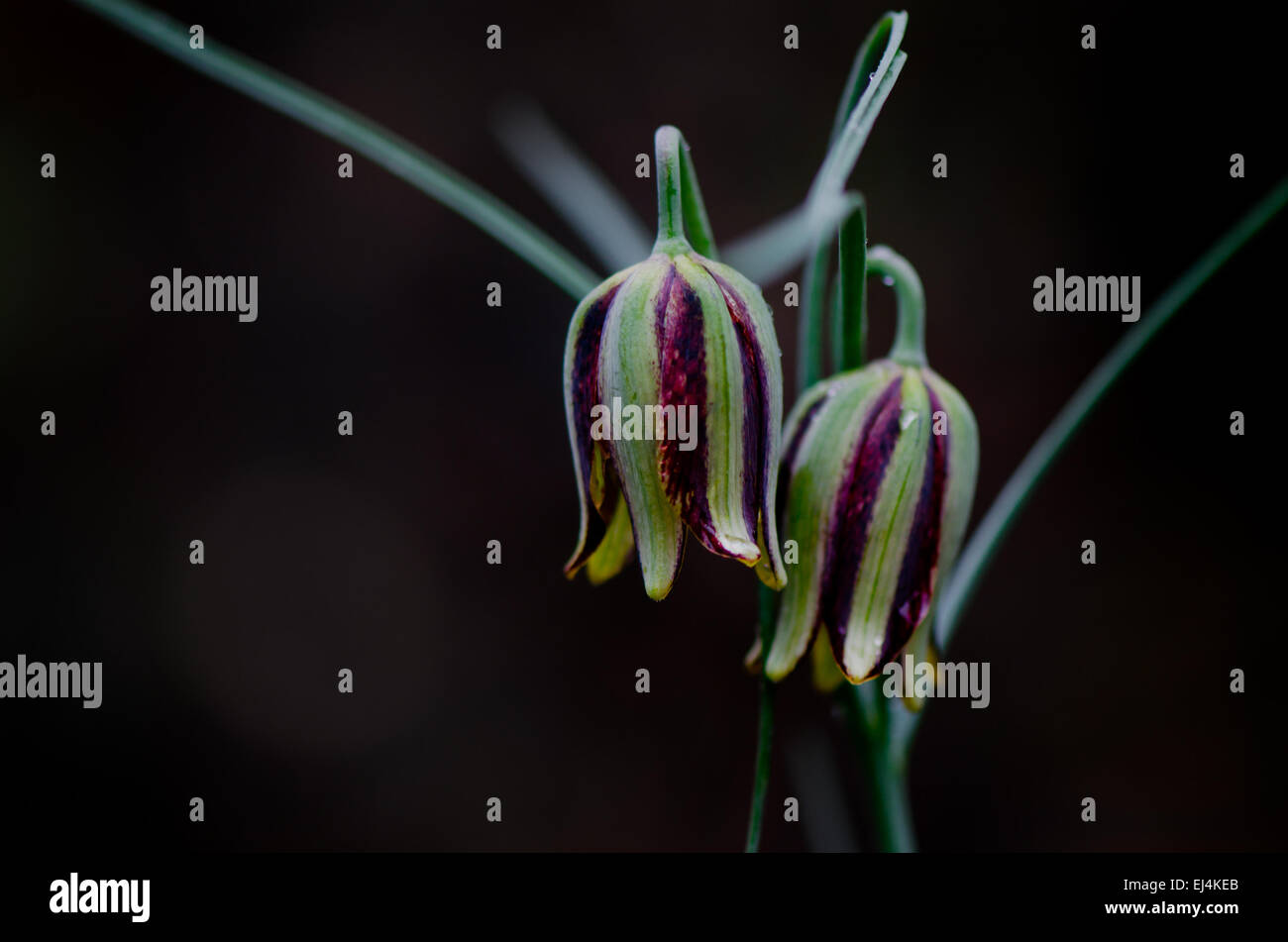 Fritillaria messanensis, Fritillaria gracilis, Andalusia, Spain. Stock Photo