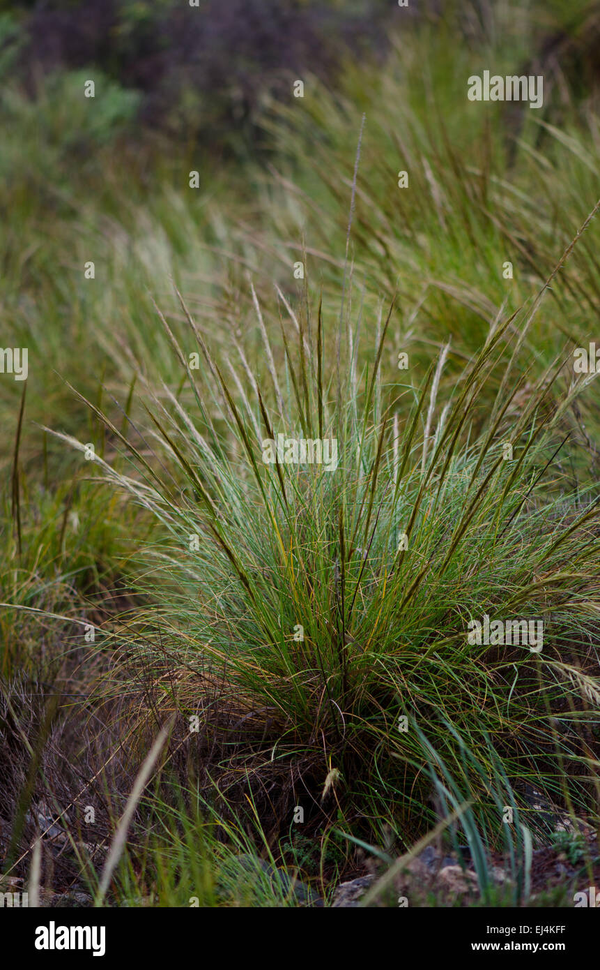 Esparto, halfah grass, or esparto grass, Andalusia, Spain. Stock Photo