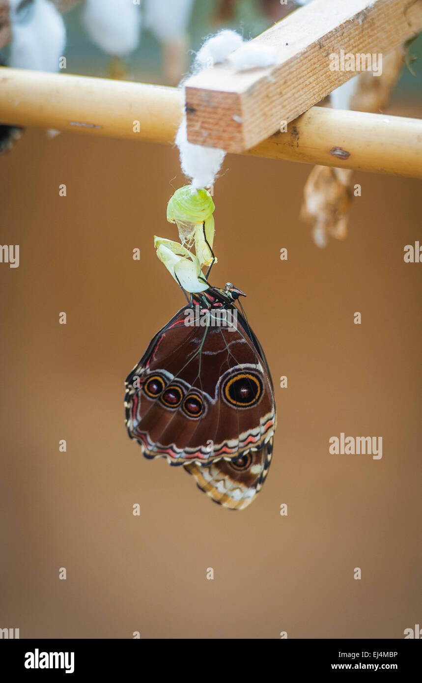 Butterfly with cocoon Stock Photo Alamy