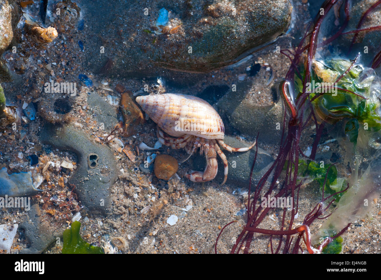 Hermit Crab in a rock pool at Eastbourne, East Sussex Stock Photo
