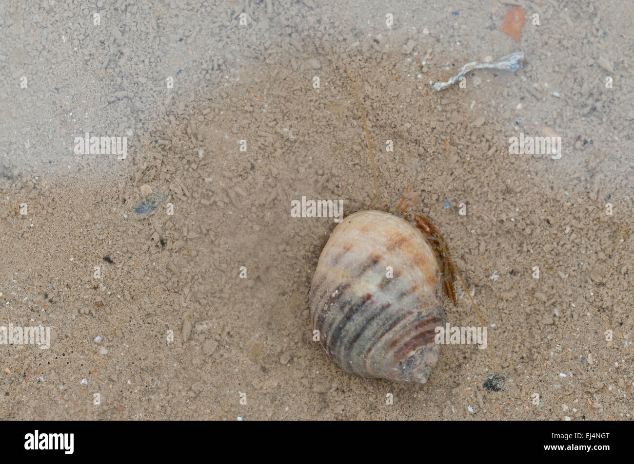 A Hermit Crab peeking out of the shell it is using Stock Photo