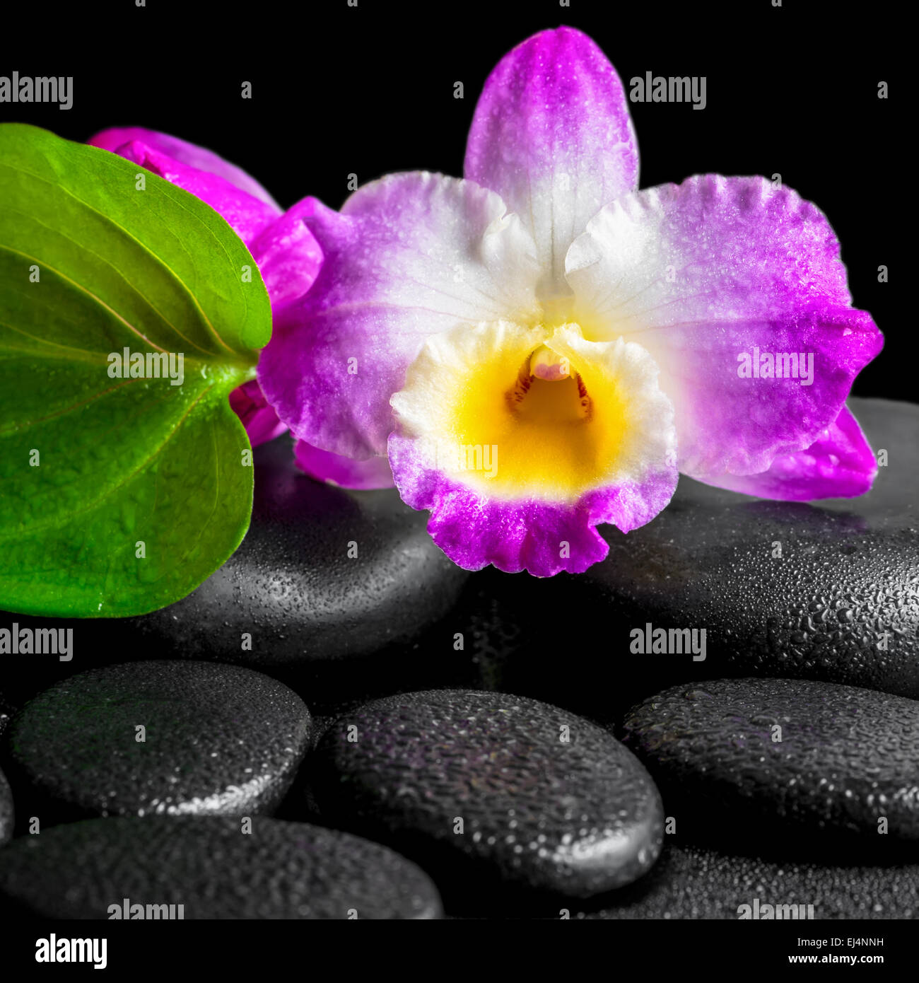 spa background of closeup orchid flower dendrobium and green leaf on black zen stones background with dew Stock Photo