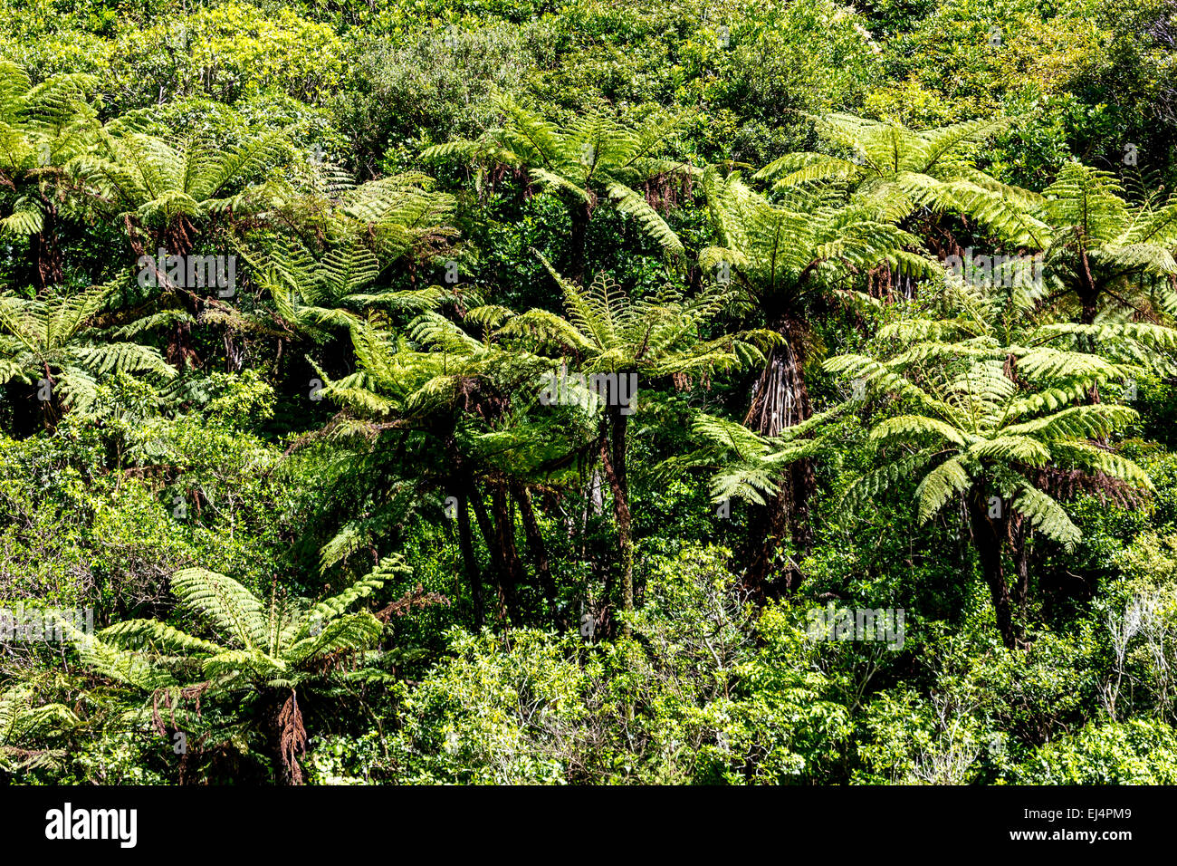 New zealand landscape fern sunlight hi-res stock photography and images ...