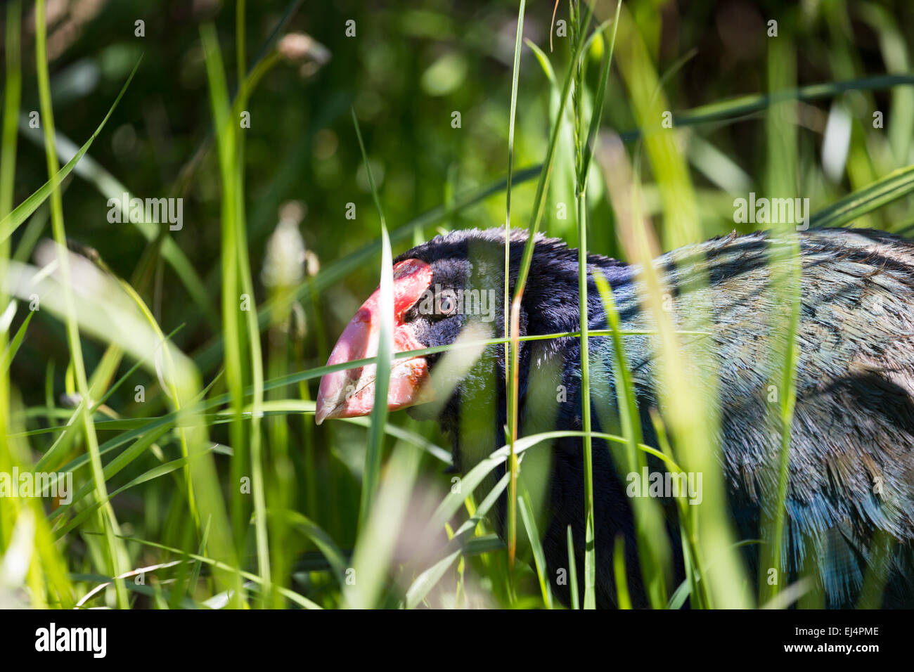 Takahe, (porphyrio hochstetteri) a rare native bird of New Zealand once thought to be extinct, scratching around for food Stock Photo