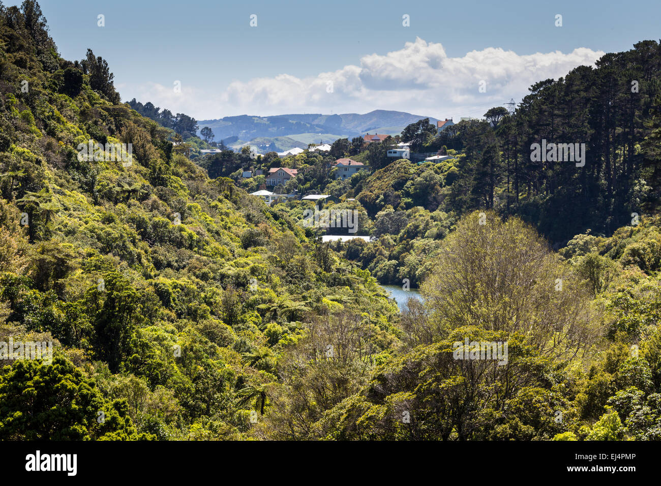 The New Zealand native bush and lake Stock Photo Alamy