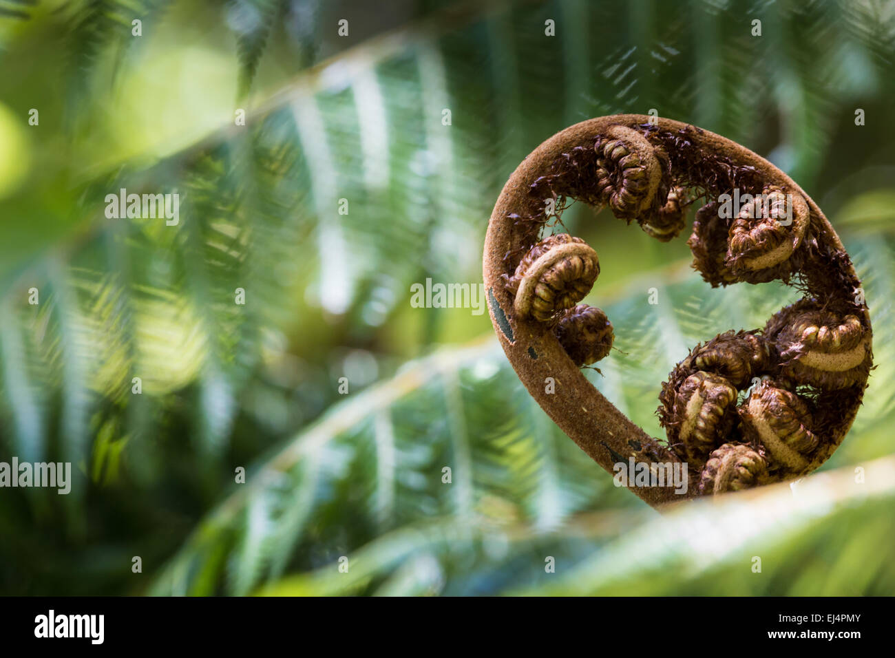 Unravelling fern frond closeup, one of New Zealand symbols Stock Photo